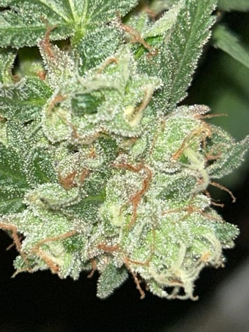 1st baby  — flower, day 78