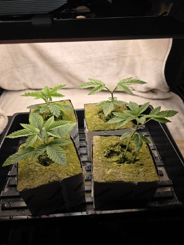 Dr. Sleep — seedling_rooting, day 45