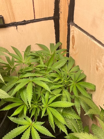  strawberry cough  — vegetative, day 55