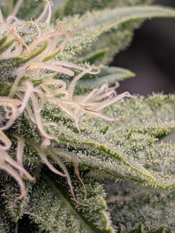 Golden Goat — flower, day 12