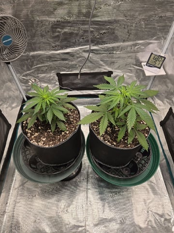 StrawZ (autoflower) — vegetative, day 29