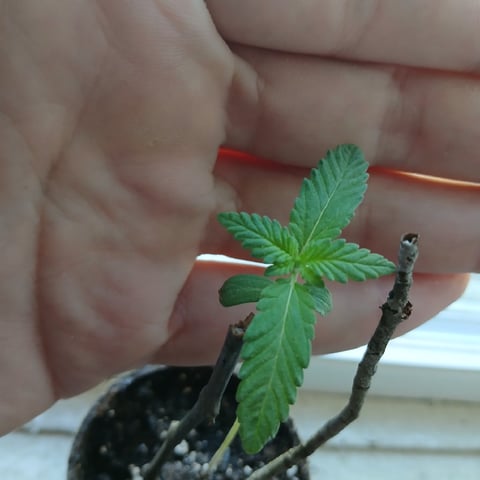 run #3 — flower, day 96