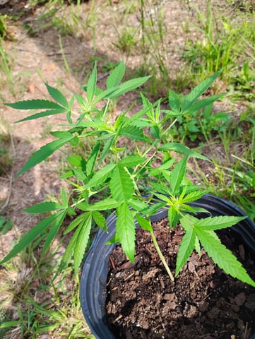 first time  — flower, day 1