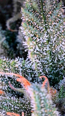 Homemade Seeds  — harvest, day 73