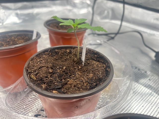 2025-26 harvest INDOOR — seedling_rooting, day 41