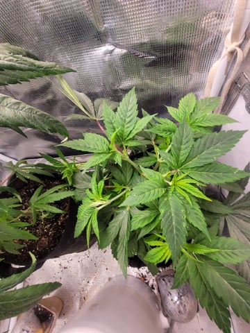 2 Week Old Babies — vegetative, day 10
