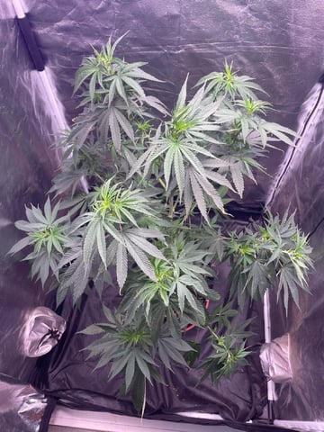 Blueberry — vegetative, day 80