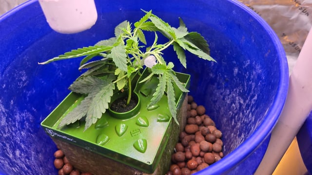 Fastbuds Autoflower Run — vegetative, day 26