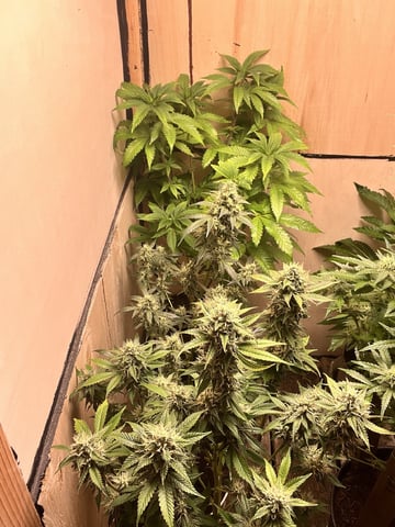 Mike Tyson Colab — flower, day 97