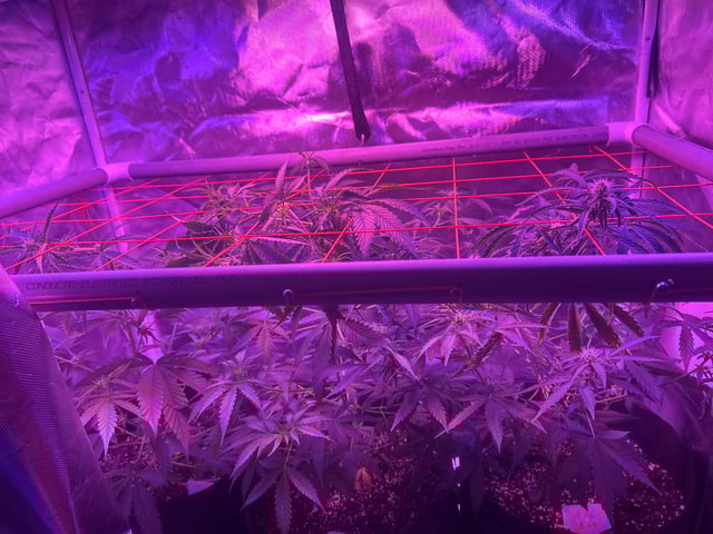 3 autos — flower, day 40