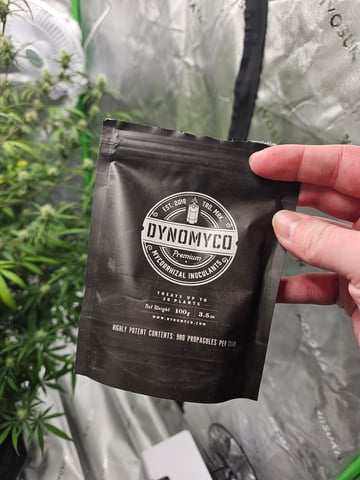 Sour Patch Kids — flower, day 11