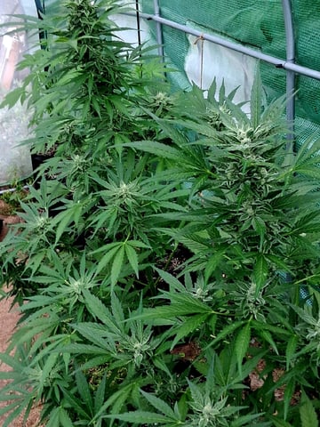 Banana Daddy Auto — flower, day 1