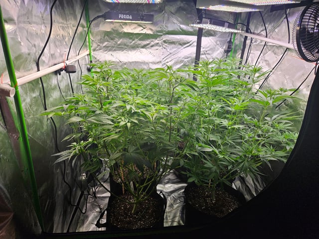 1st Grow — flower, day 27