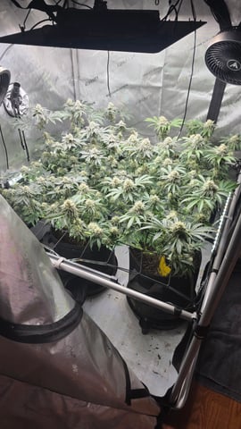 ethos genetics  — flower, day 105