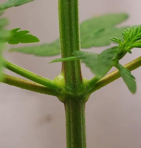Plant 10A — flower, day 48