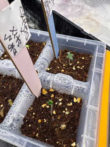 Grow #2 2x2x4 — germination, day 5