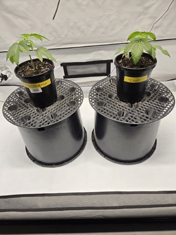 Zoap & Mimosa x OrangePunch — vegetative, day 26