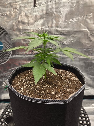 Mimosa Sunrise XXL 3x3 tent — vegetative, day 15