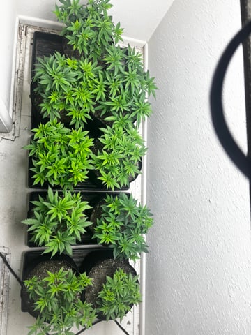 Outdoor Grow — vegetative, day 43