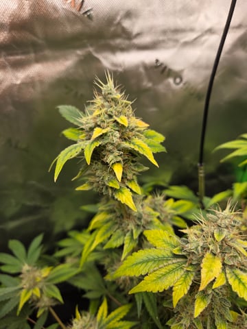 Special Queen 1 Fem+ Watermelon Auto — flower, day 117