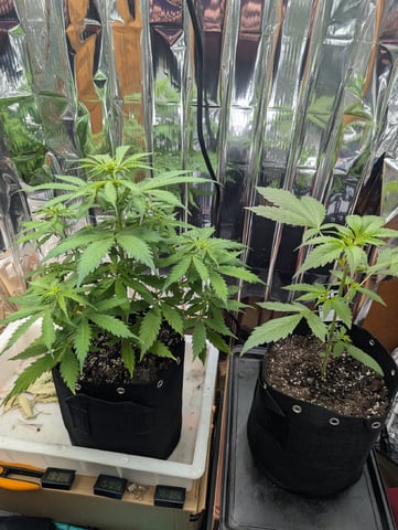 Zkittlez (Auto) — vegetative, day 46