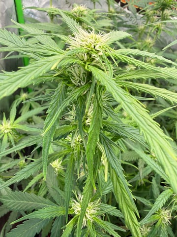 Bruce Banner (Auto) — flower, day 50