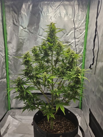 Gorilla Z auto — flower, day 87