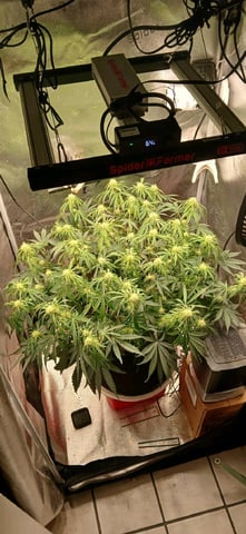 newest ggs setup grow — flower, day 50