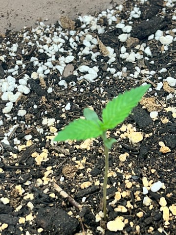 White Widow Twins — seedling_rooting, day 11