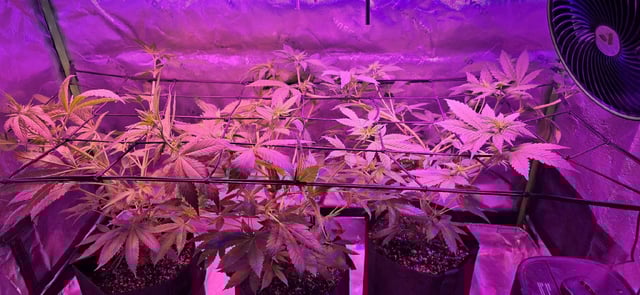 basement grow — flower, day 57