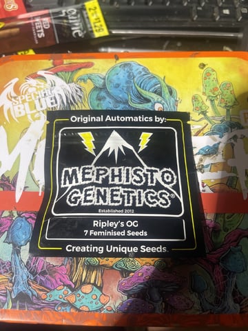 Rippleys OG Auto (Mephisto Genetics) 1st Attempt at Autos — grow_setup, day 1