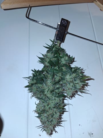 Lemon Cherry Cookies, Purple Haze and Strawberry Gorilla Grows — harvest, day 44