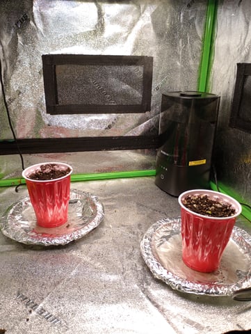 All Aboard!!! — seedling_rooting, day 3