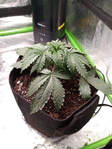 All Aboard!!! — vegetative, day 23