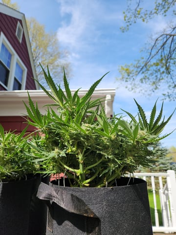 Autoflower grow. my first grow  — flower, day 58