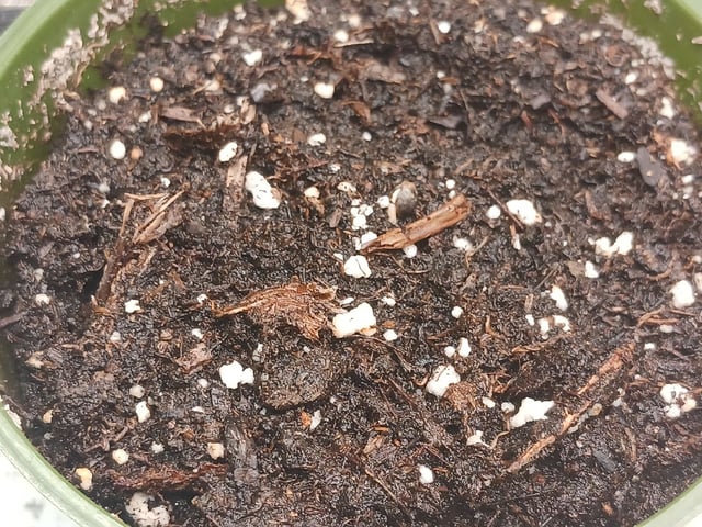 4th grow  — seedling_rooting, day 172