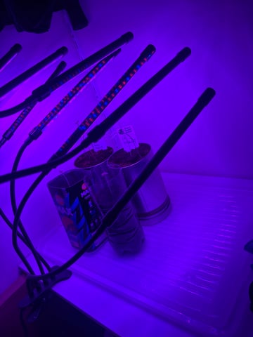 banana x Pink runtz — vegetative, day 10