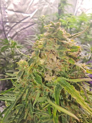 Cheshablue  — flower, day 37