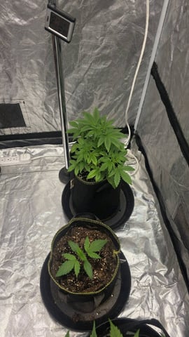 Possible Switch — vegetative, day 1