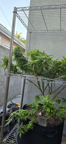 Mystery Weed Plant — flower, day 140