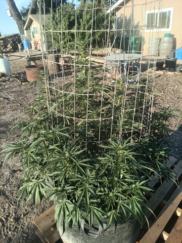 first 4 — flower, day 51