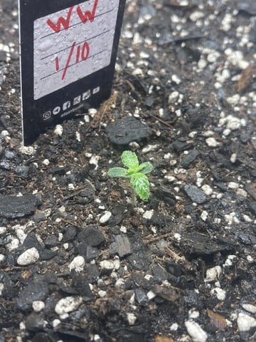 OG White Widow — seedling_rooting, day 12
