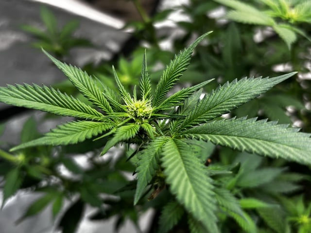 Clones GodFather OG Clones — flower, day 67