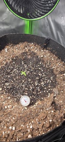 Mixed up Atlas Reserve — seedling_rooting, day 9