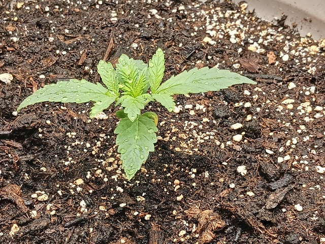 4th grow  — vegetative, day 141