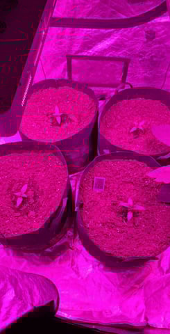 Apple fritta — vegetative, day 1