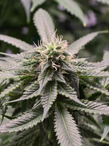 First grow — flower, day 92