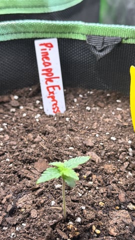 LSD-25 Auto Fastbuds  — grow_setup, day 1