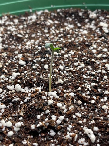 Rippleys OG Auto (Mephisto Genetics) 1st Attempt at Autos — vegetative, day 8