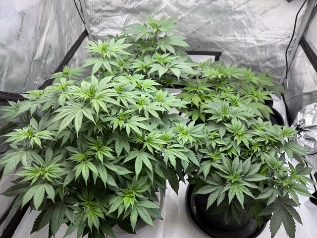 boom420 — vegetative, day 19